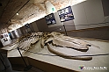 VBS_9122 - Museo Paleontologico - Asti